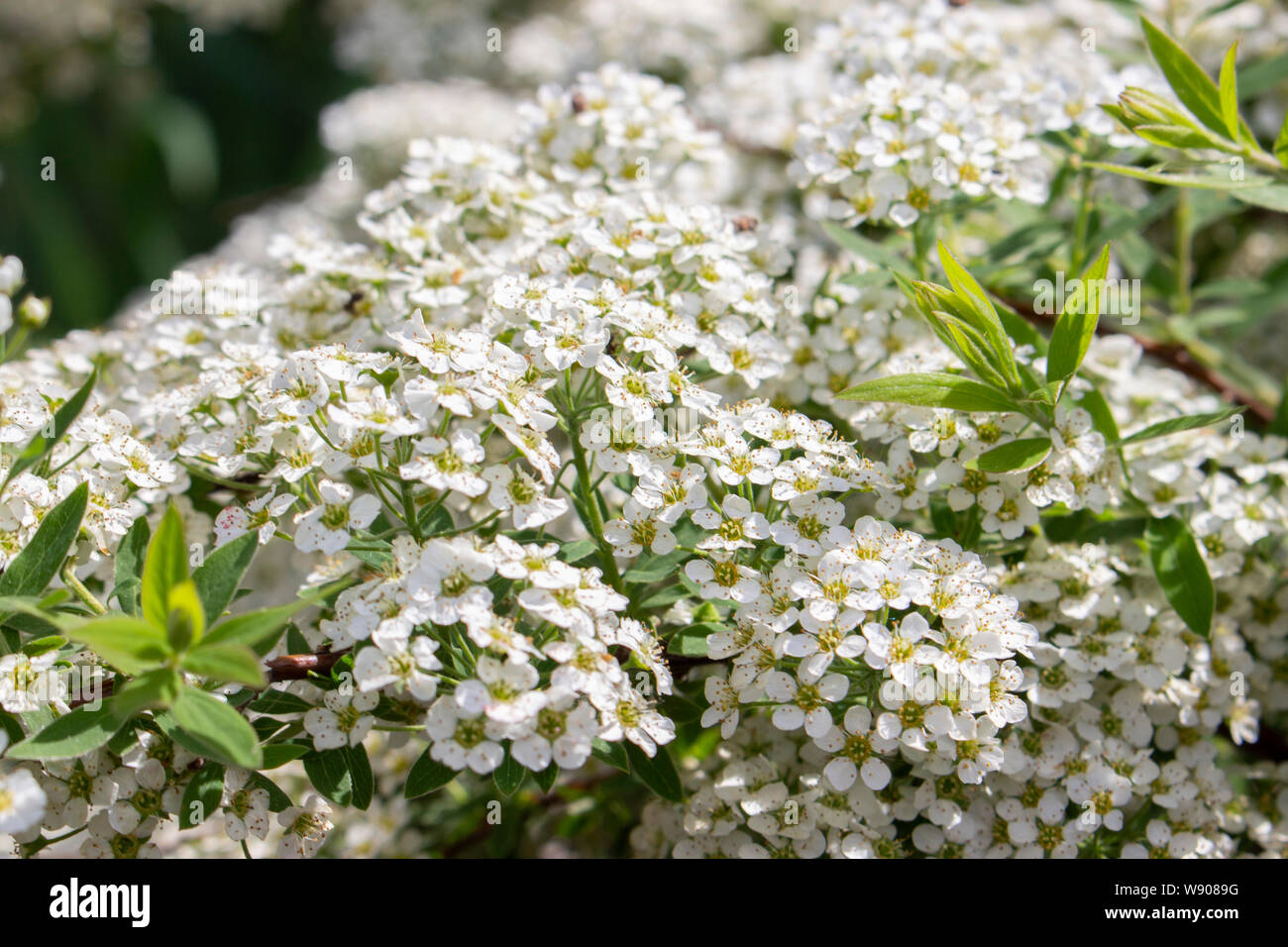 Spiraea cinerea ashy piccoli fiori bianchi, close-up di texture di sfondo floreale. Fioritura di arbusti ornamentali Rosaceae, mazzi di fiori di colore bianco con giallo Foto Stock