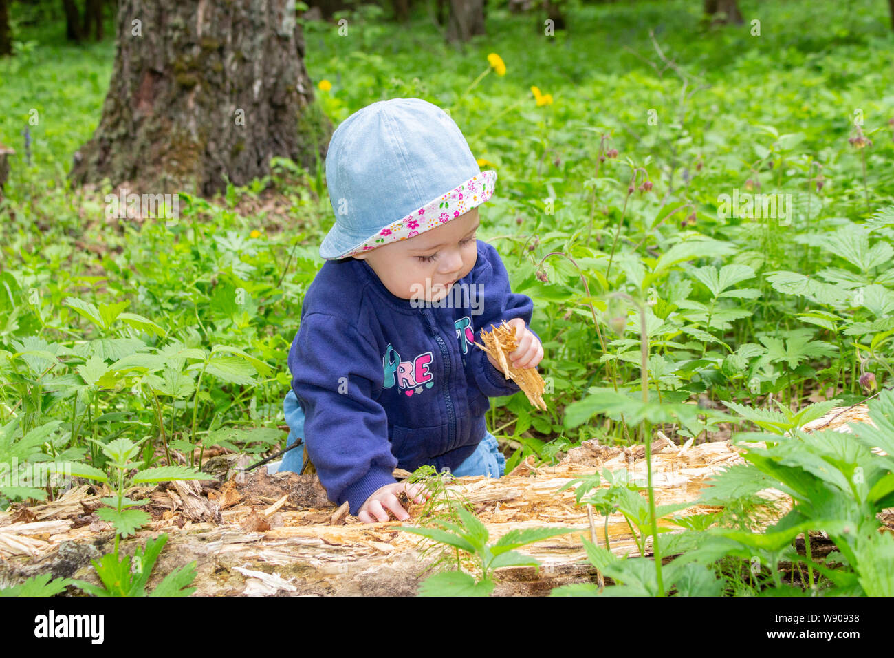 Little Baby girl 9 mesi ad esplorare un albero marcio, passeggiate nei boschi, ragazza kid scava in segatura, soft focus ritratti di bambini Foto Stock