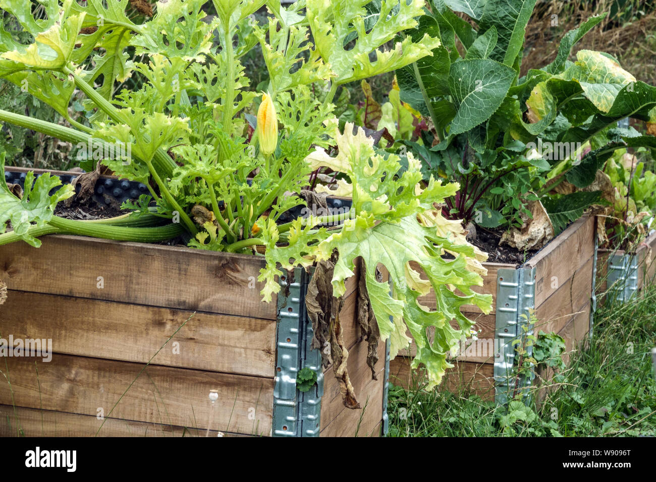 Compostatori in legno situati nella parte ombrosa del giardino, zucchine e rafano che crescono dalla coltivazione di humus zucchine Foto Stock