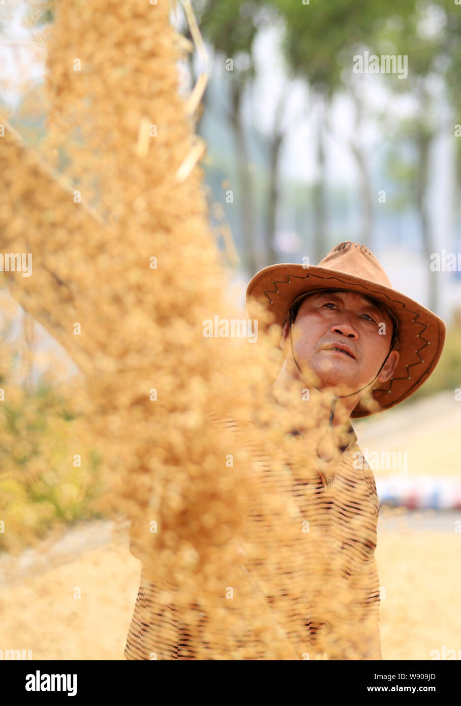 Un agricoltore cinese badili chicchi di grano nel villaggio Xingyuan, Huaibei city east Chinas provincia di Anhui, 29 maggio 2014. La Cina, i mondi top producer di Foto Stock