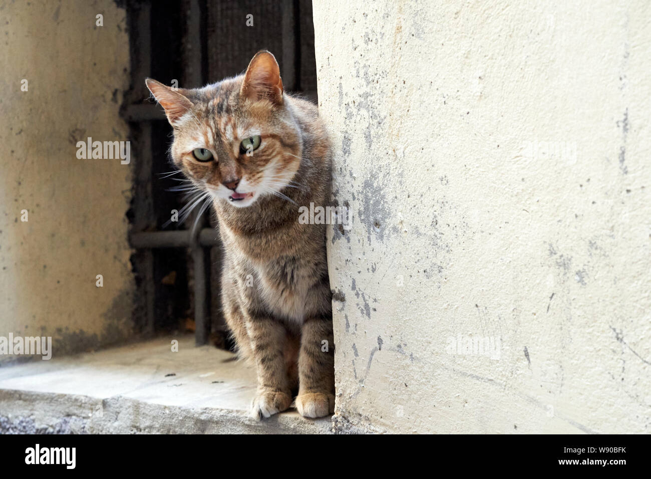 Un gatto in una finestra Foto Stock