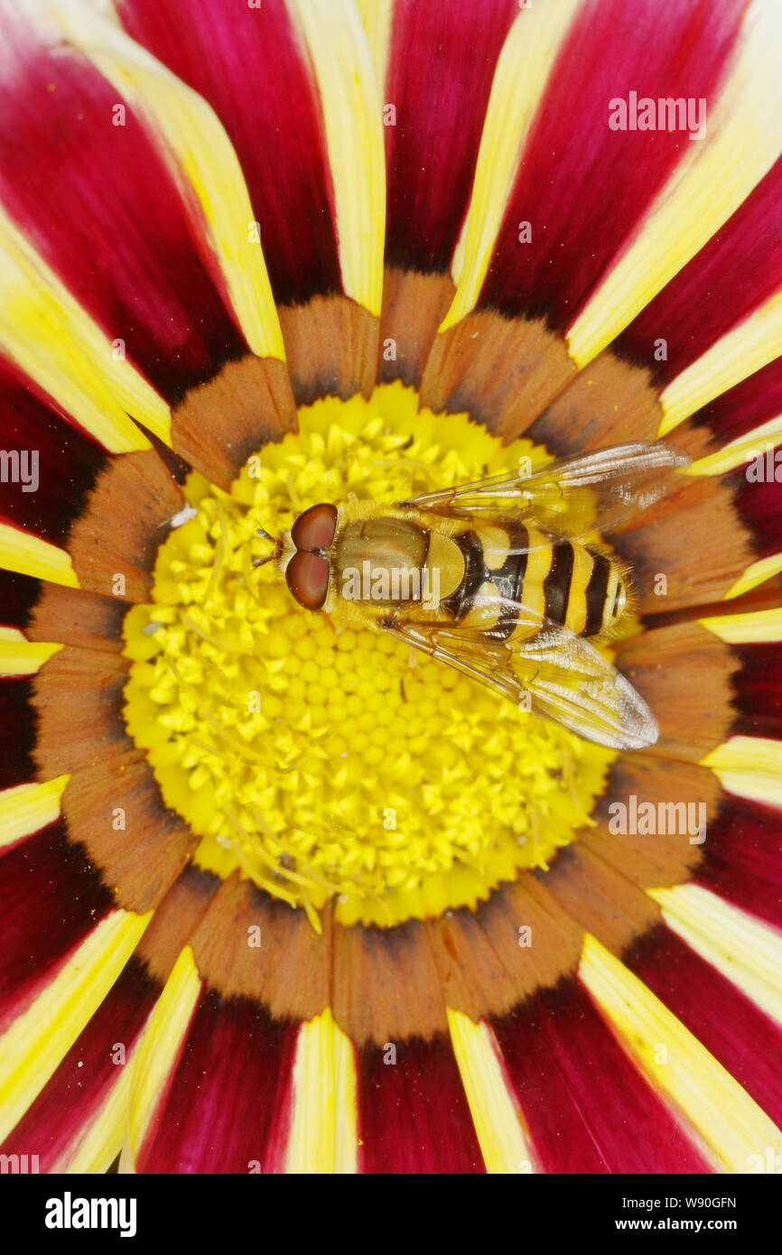 Hoverfly maschio su Gazania fiore specie Syrphus Essex, Regno Unito AL001074 Foto Stock