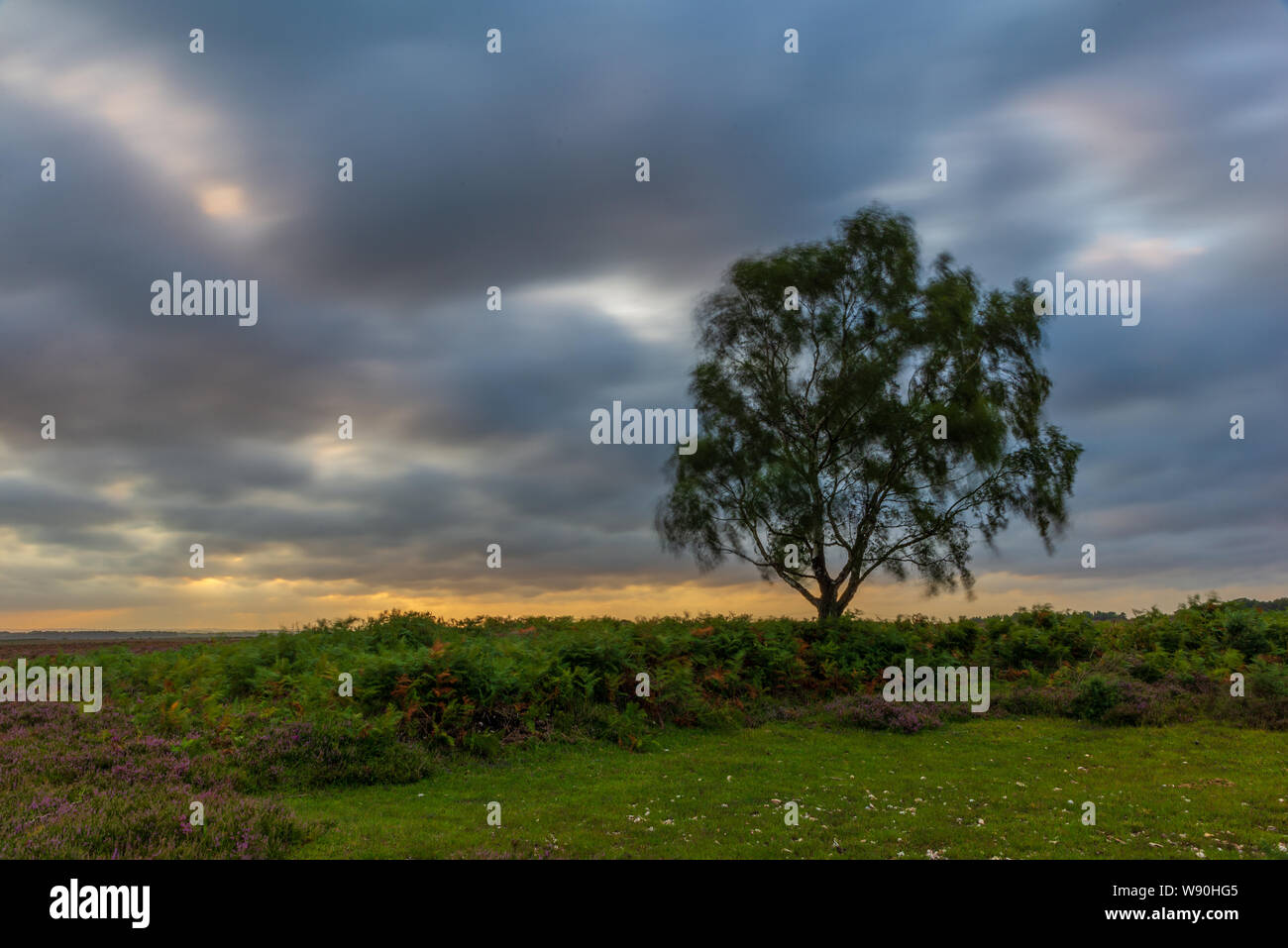 Rotture di nuvole che si muovono velocemente il paesaggio in una giornata di vento dopo una tempesta in una serata estiva in New Forest, Hampshire, Inghilterra, Regno Unito Foto Stock
