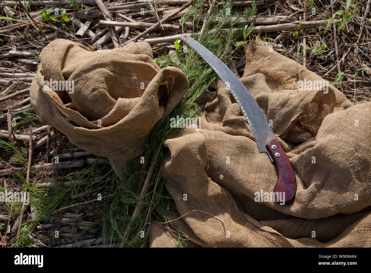 Agricoltura e trasformazione di olio di albero del tè. Kenya Foto Stock