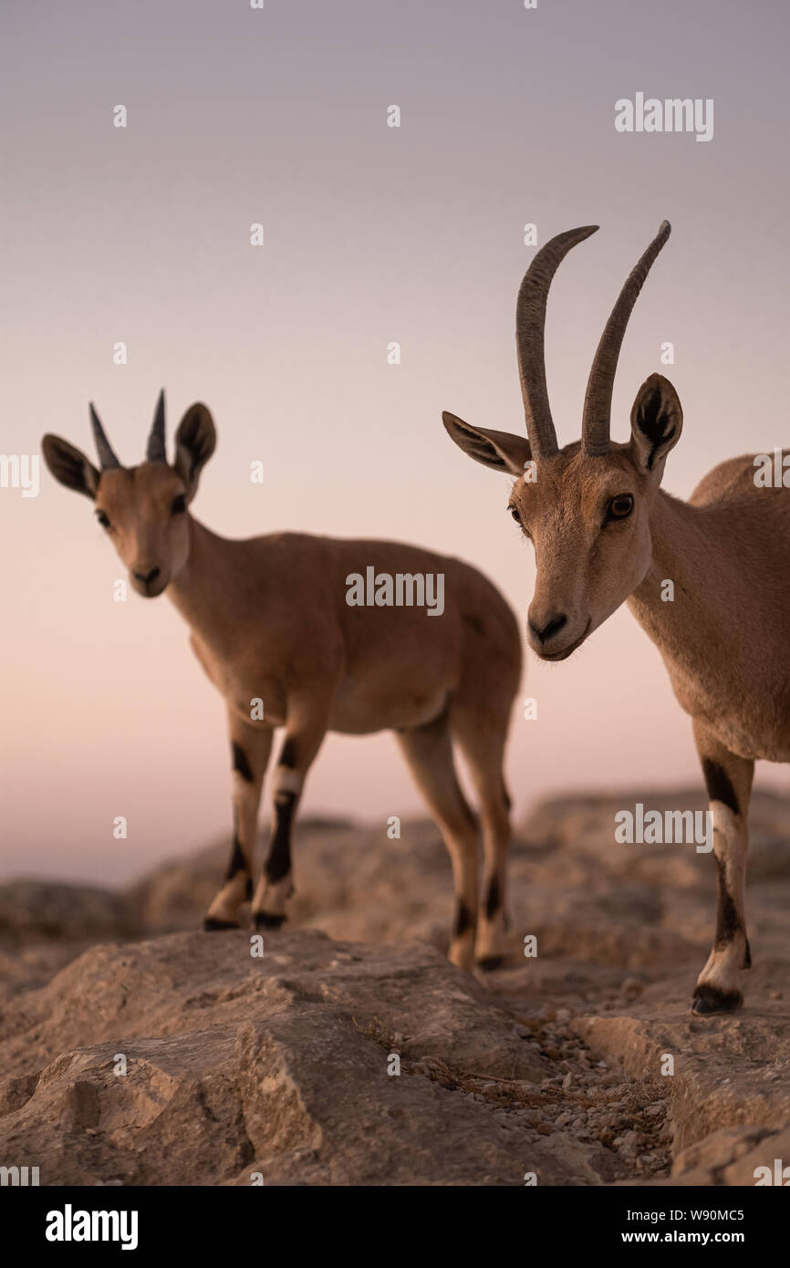 Ibex Nubiano (Capra Nubiana) all'alba presso il cratere di Ramon (Makhtesh Ramon) in Israele nel deserto del Negev Foto Stock
