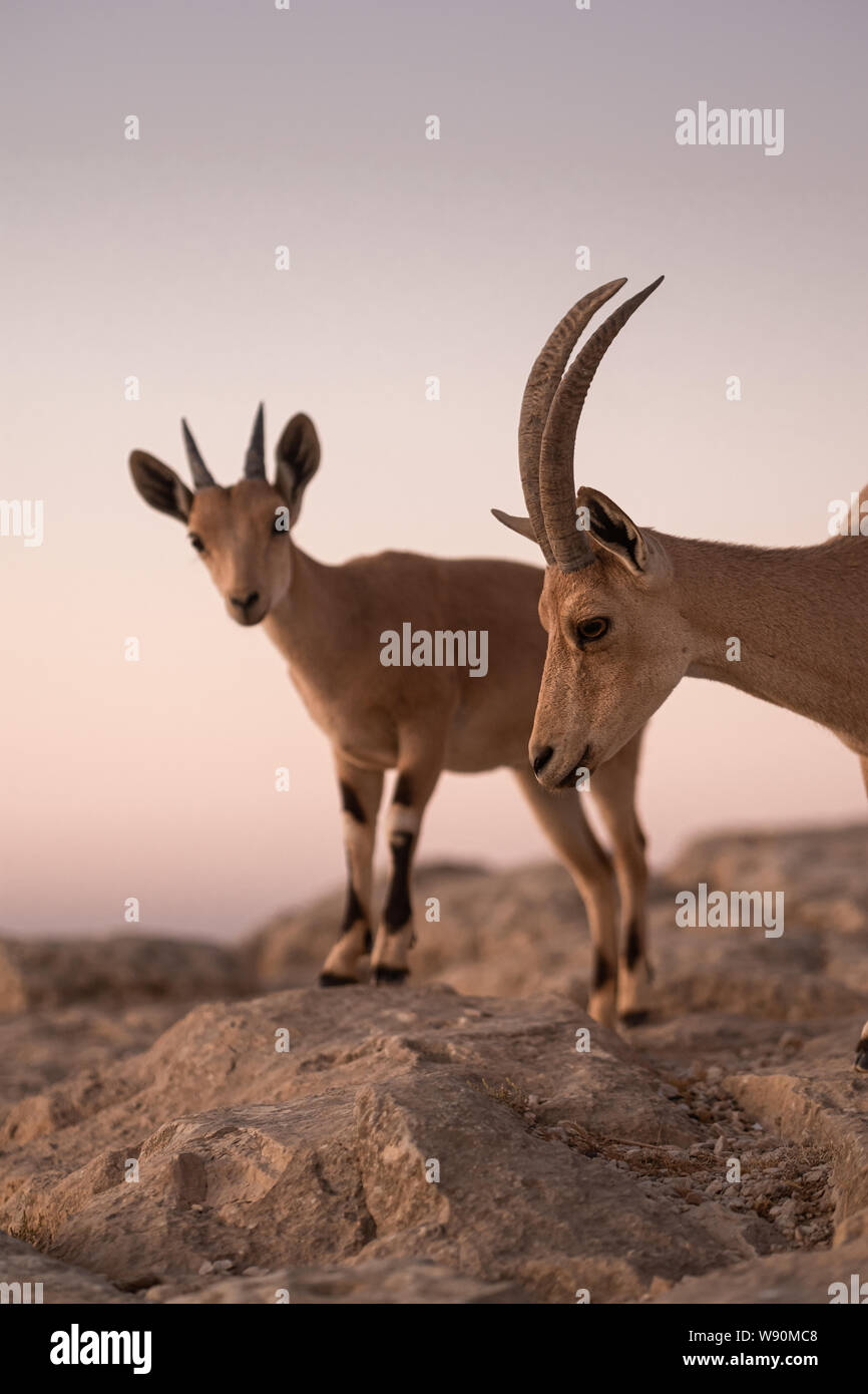 Ibex Nubiano (Capra Nubiana) all'alba presso il cratere di Ramon (Makhtesh Ramon) in Israele nel deserto del Negev Foto Stock