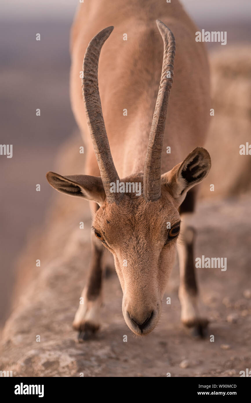 Ibex Nubiano (Capra Nubiana) all'alba presso il cratere di Ramon (Makhtesh Ramon) in Israele nel deserto del Negev Foto Stock