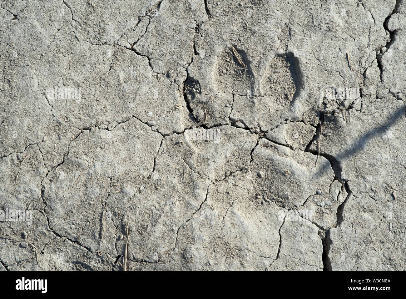 Footprint di animali sulla terra asciutta Foto Stock