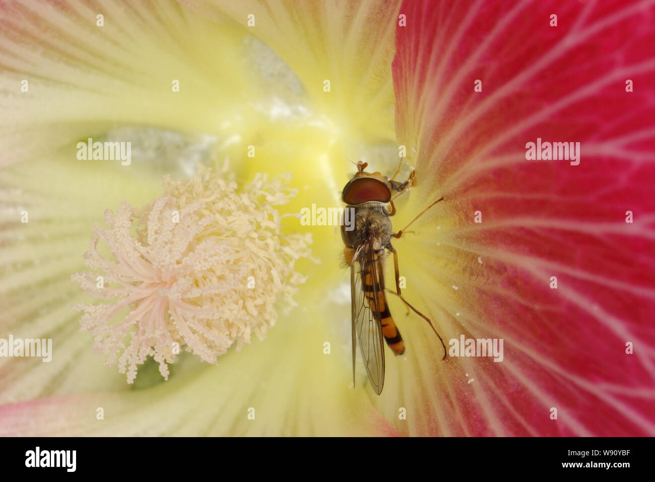 La marmellata di arance Hoverfly - sul fiore Hollyhock Episyrphus balteatus Essex, Regno Unito AL001128 Foto Stock