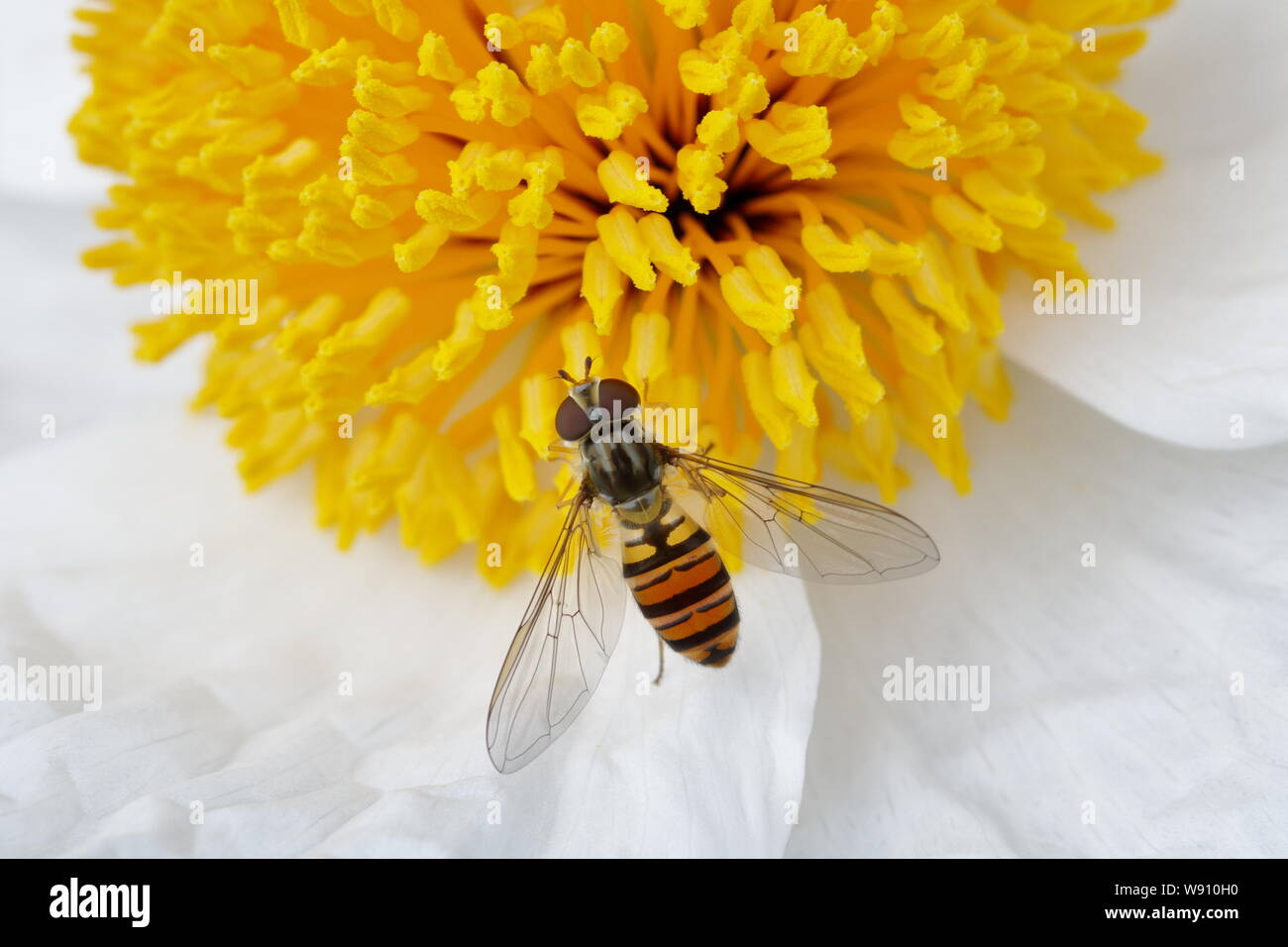 La marmellata di arance Hoverfly - sul fiore Romneya Episyrphus balteatus Essex, Regno Unito AL001132 Foto Stock