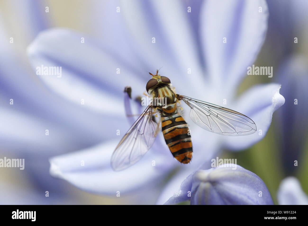 La marmellata di arance Hoverfly - su Agapanthus Flower Episyrphus balteatus Essex, Regno Unito AL001138 Foto Stock