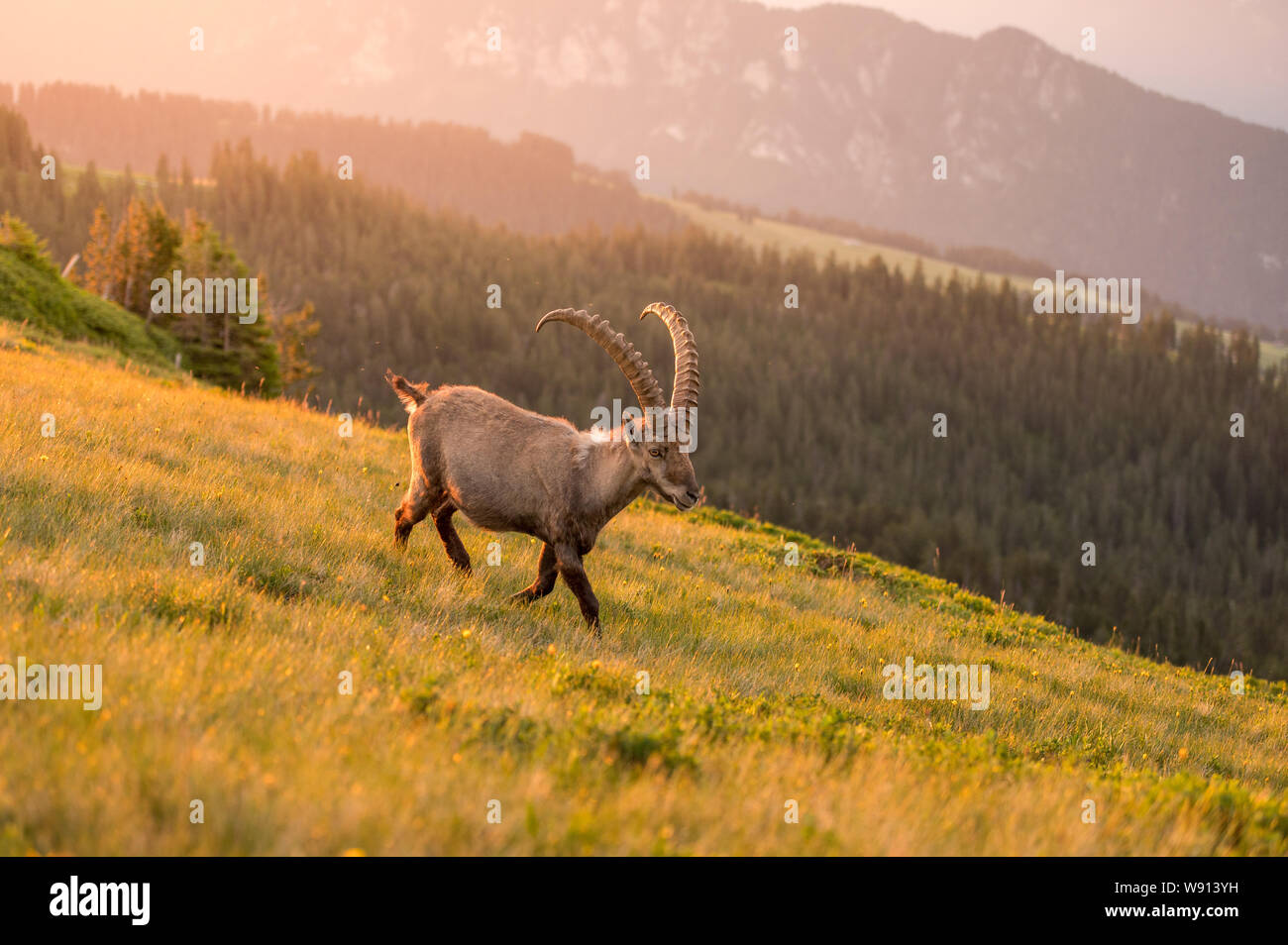 Prächtiger männlicher Alpen-Steinbock im Gegenlicht eines Sommermorgens Foto Stock