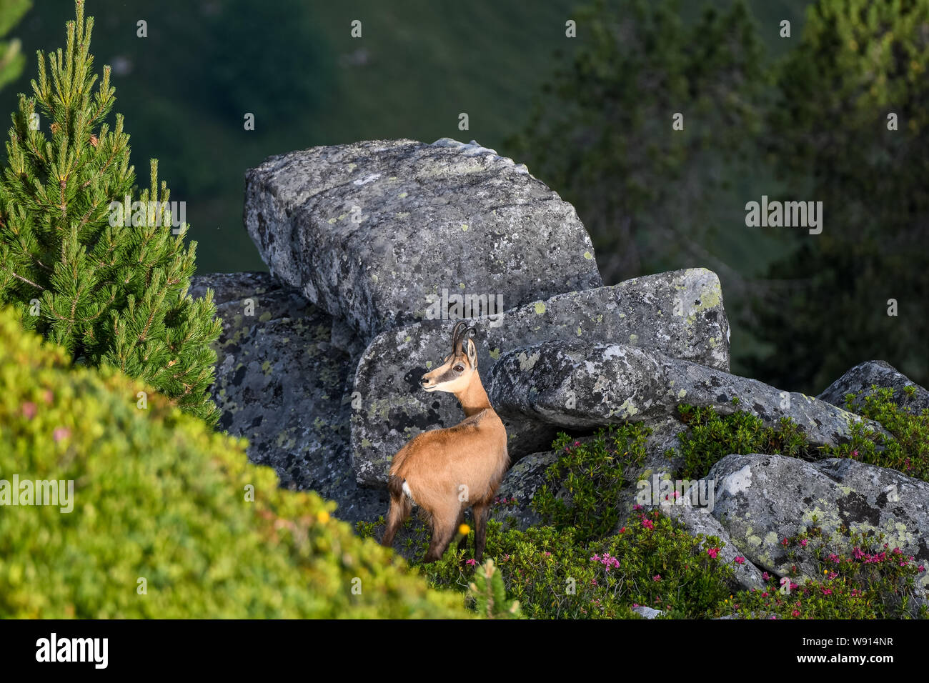 Gämse bei Felsen im Morgenlicht Foto Stock