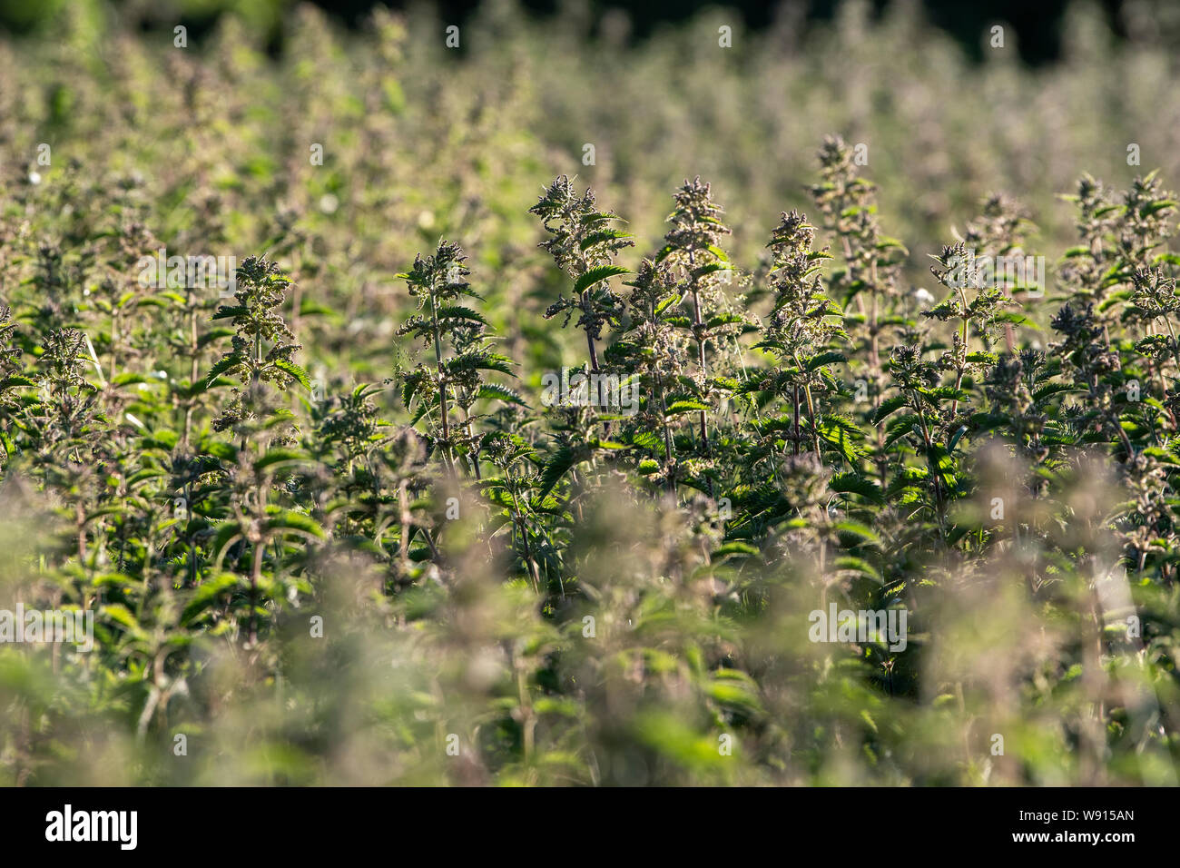 Retroilluminato, Ortica Urtica dioica, all'inizio dell'estate. Regno Unito. Foto Stock