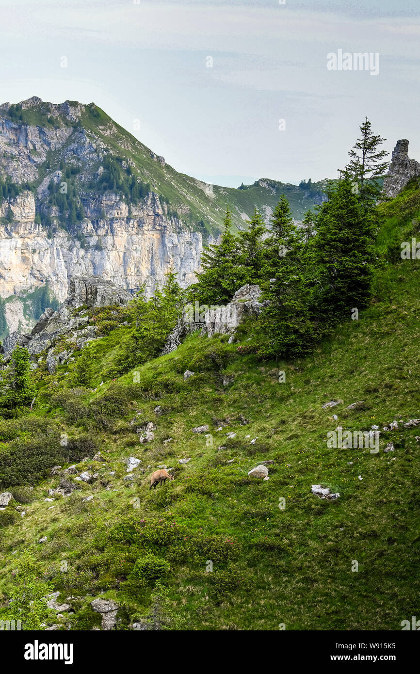 Landschaftsbild mit Gämse im Justistal (Berner Oberland) Foto Stock