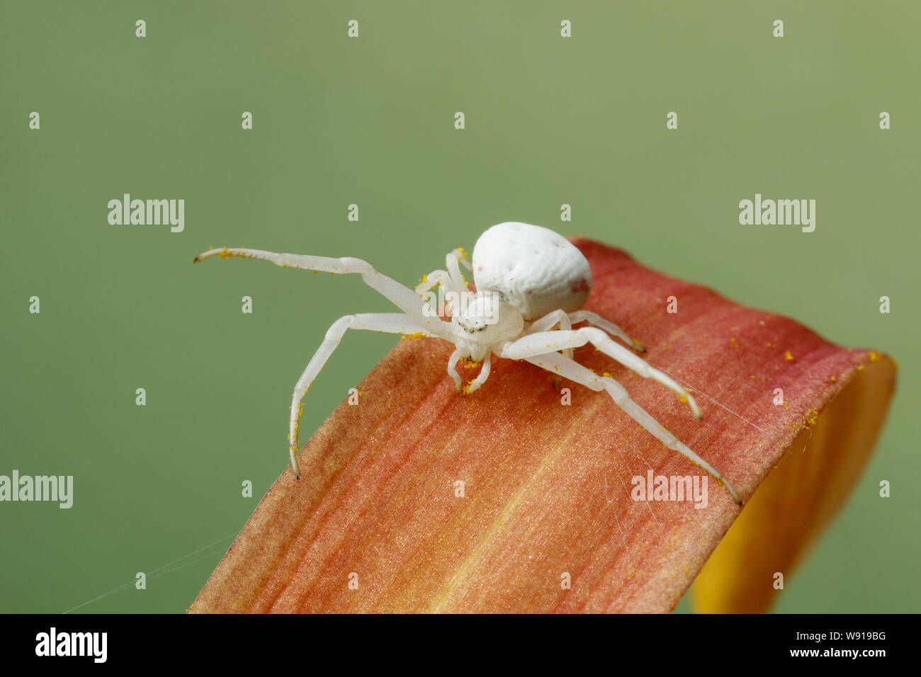 Il ragno granchio - su Hemerocallis Flower Misumena vatia Essex, Regno Unito AL001183 Foto Stock