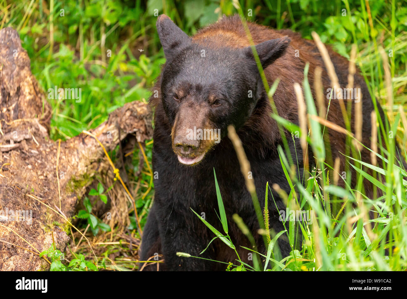 Black Bear in rifugio Foto Stock