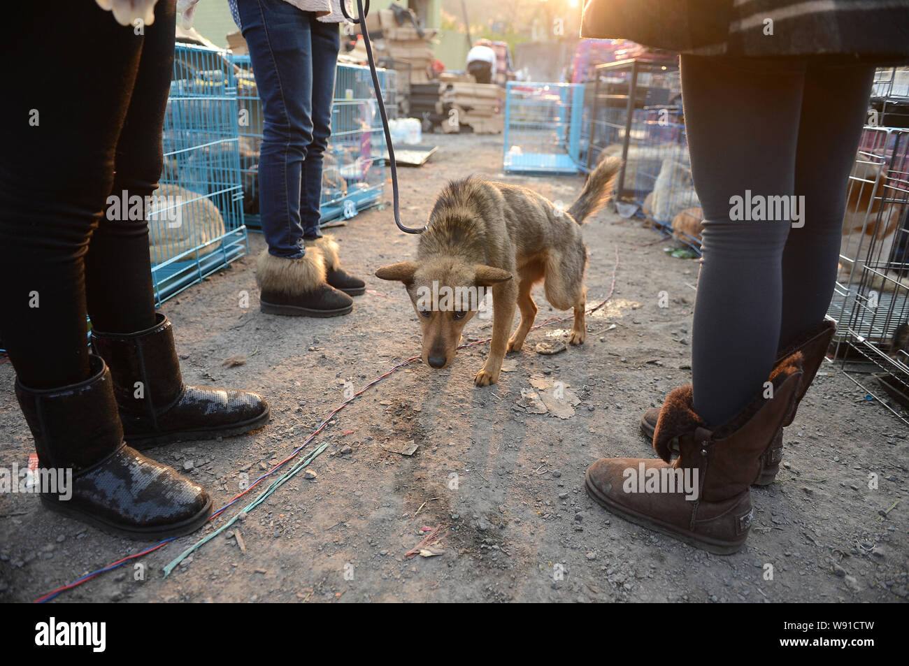 Il cinese per la protezione degli animali e gli attivisti volontari stanno intorno un salvato cane che sembra piuttosto debole in un insediamento temporaneo in città Anwen, Qijiang Foto Stock