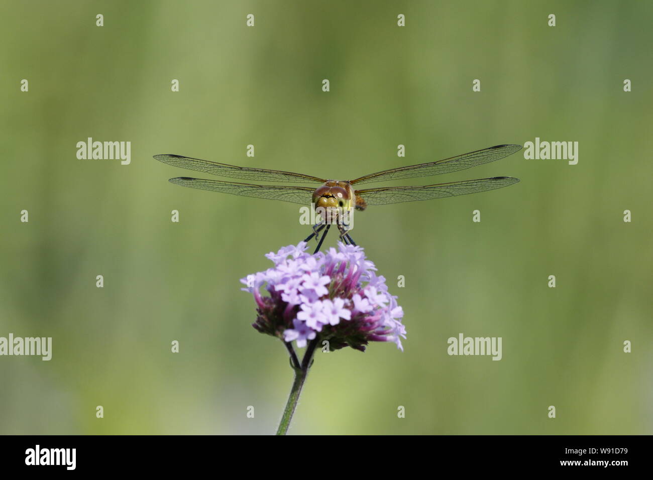 Common Darter Dragonfly - femmina sul fiore di Verbena Sympetrum striolatum Essex, Regno Unito AL001212 Foto Stock