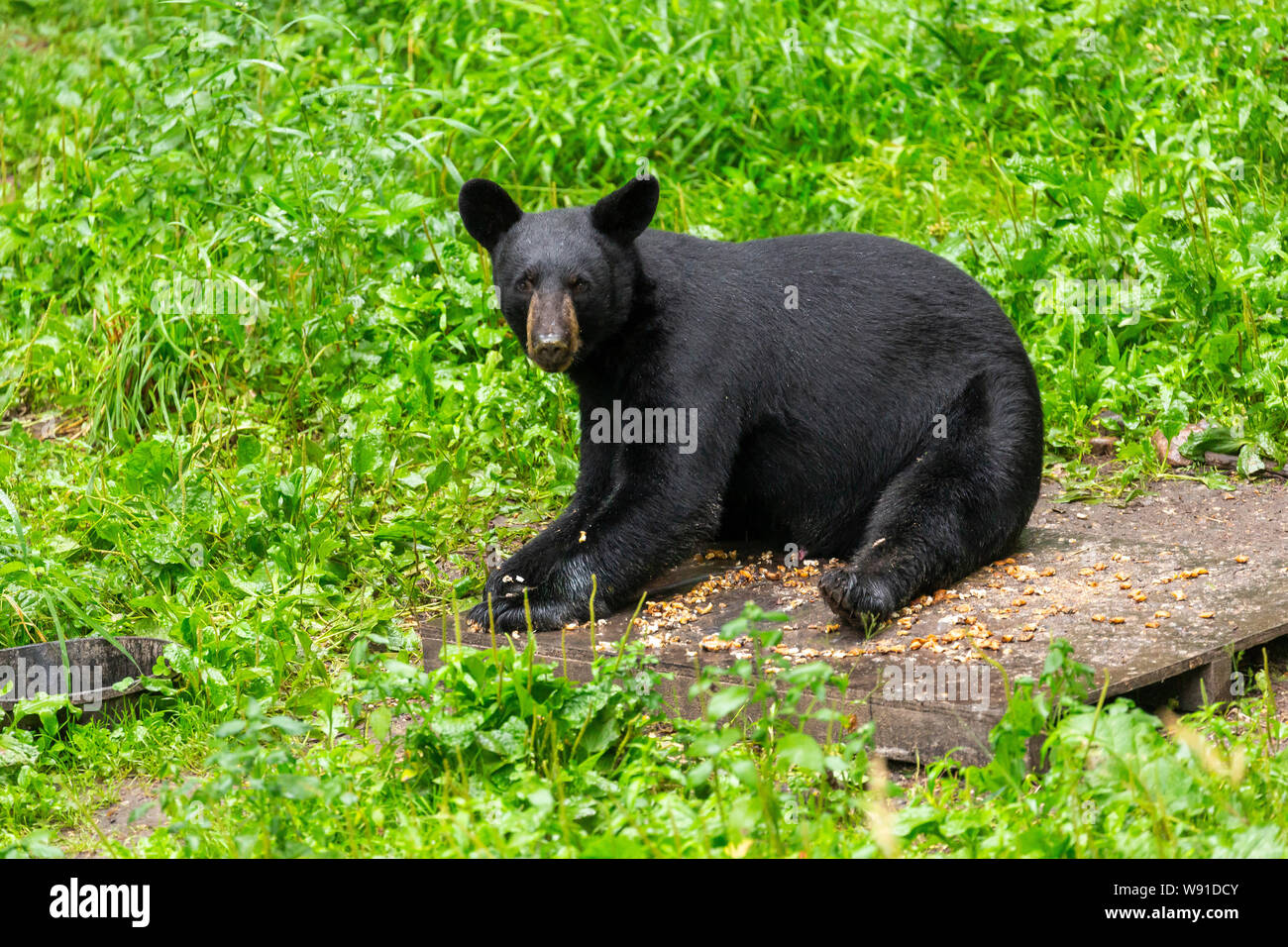 Black Bear in rifugio Foto Stock