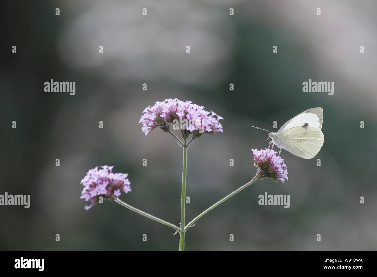 Large White Butterfly - alimentazione su Verbena bonariensis Sarcococca brassicae Essex, Regno Unito AL001215 Foto Stock