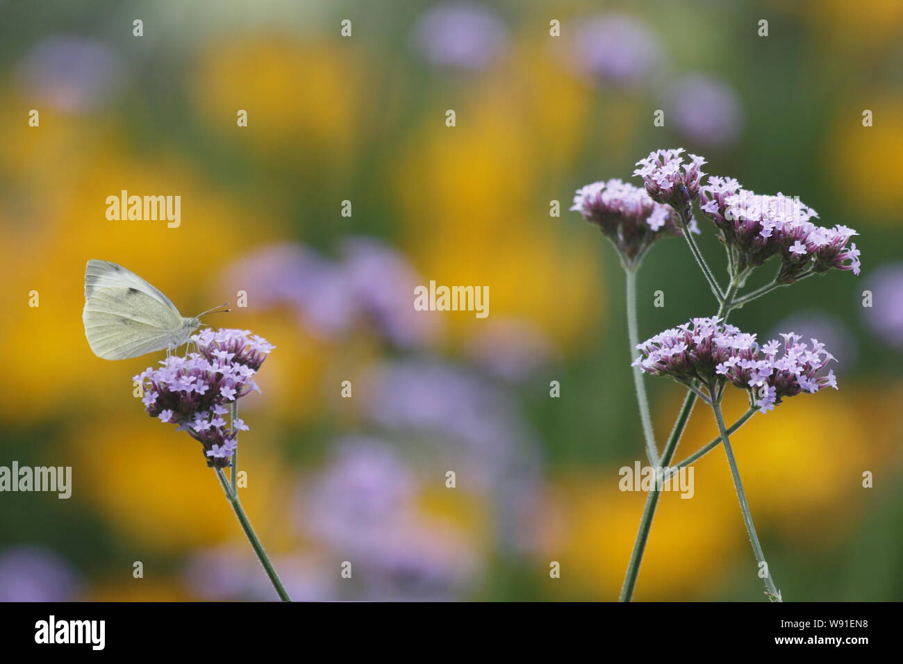 Large White Butterfly - alimentazione su Verbena bonariensis Sarcococca brassicae Essex, Regno Unito AL001222 Foto Stock