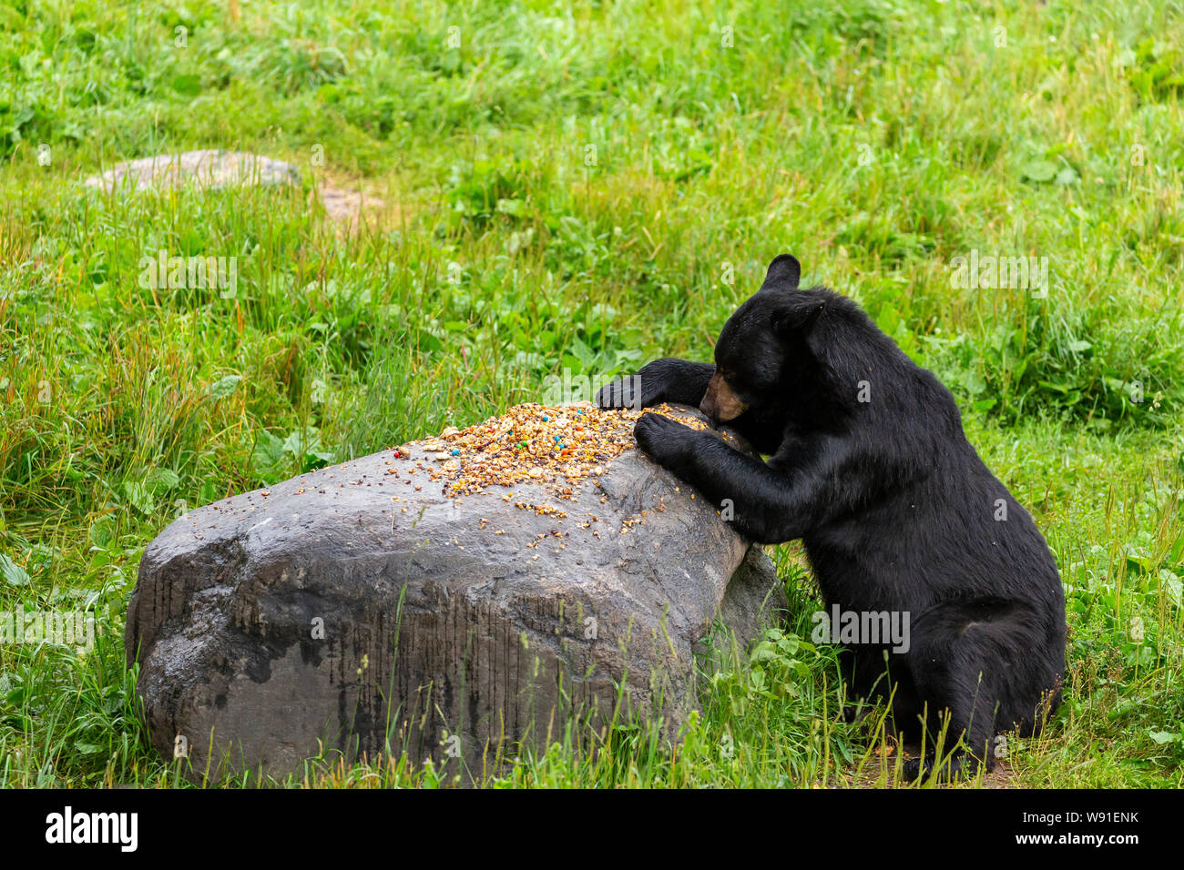 Black Bear in rifugio Foto Stock