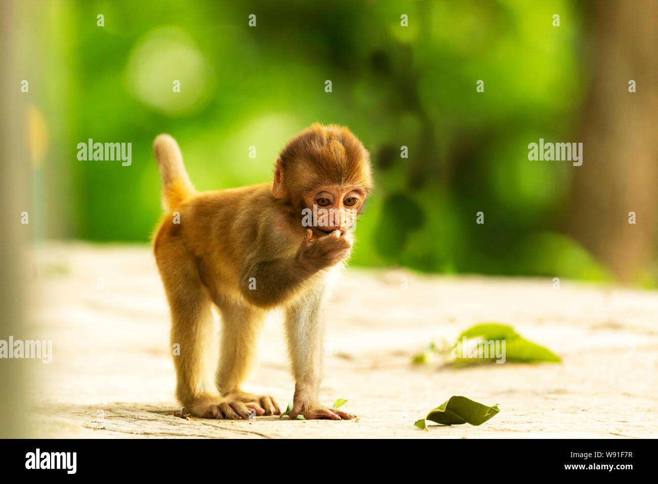 Un bambino scimmia macaco nel tempio di swayambhunath etting o pensare qualcosa. Kathmandu in Nepal Foto Stock