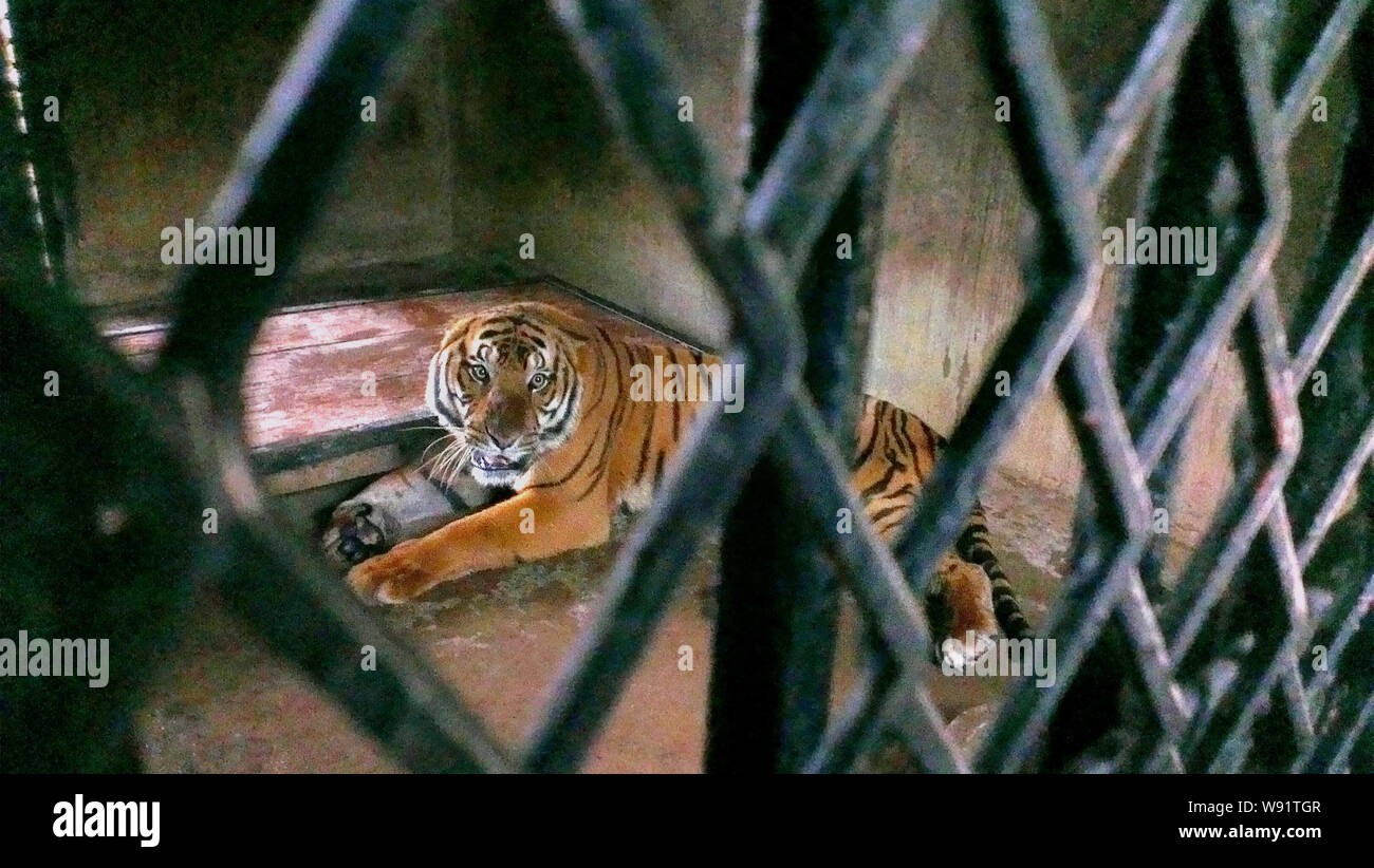 Il South China tiger che attaccava un detentore di morte, è raffigurato all'interno del suo involucro in corrispondenza del centro di allevamento di Shanghai Zoo a Shanghai, mento Foto Stock