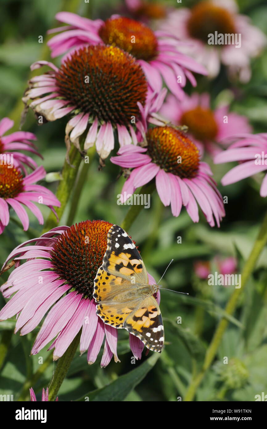 Dipinto di Lady Butterfly - alimentazione su Echinacea flower Vanessa cardui Essex, Regno Unito AL001274 Foto Stock