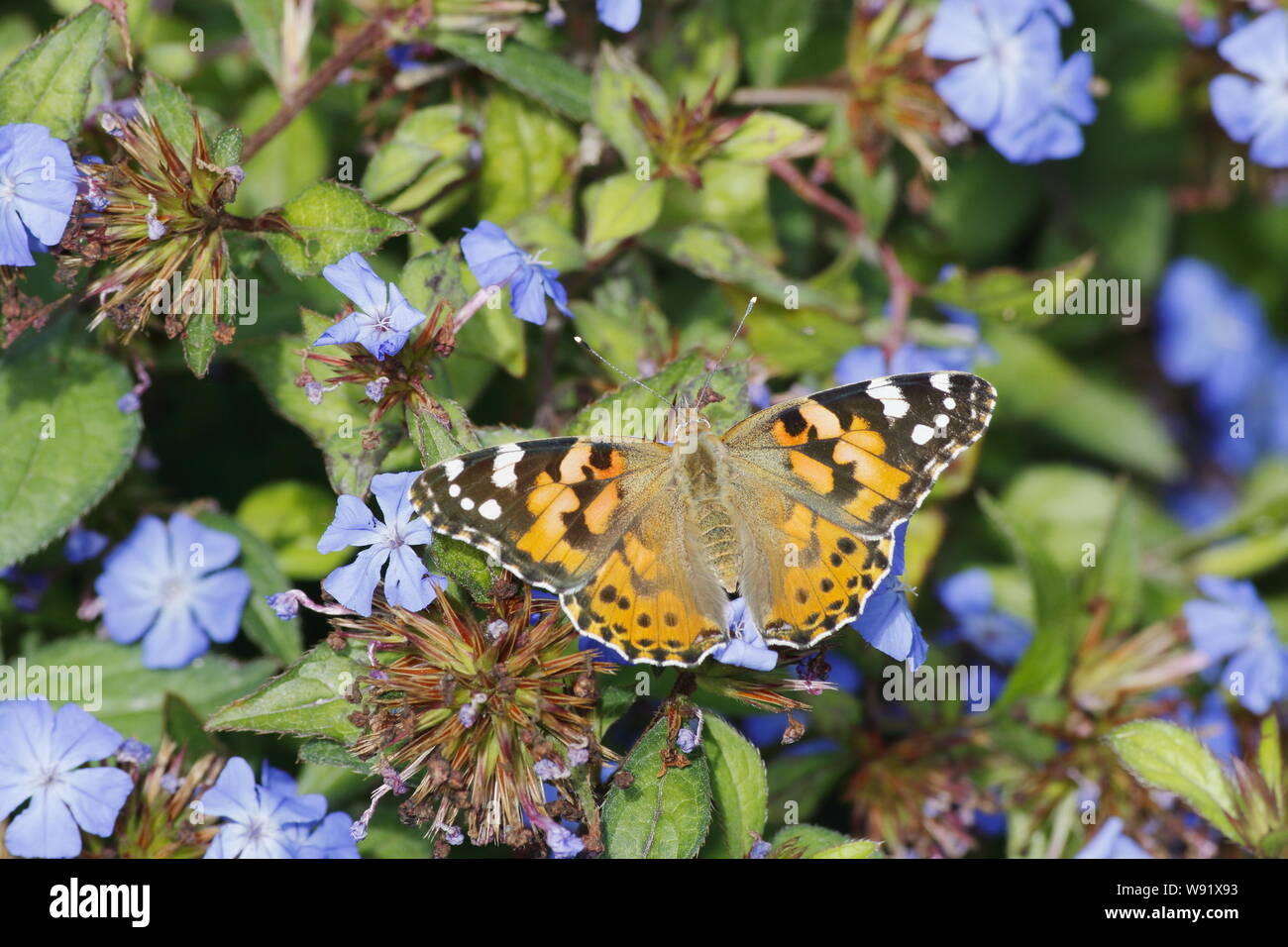 Dipinto di Lady Butterfly - alimentazione sul fiore Plumbago Vanessa cardui Essex, Regno Unito AL001286 Foto Stock