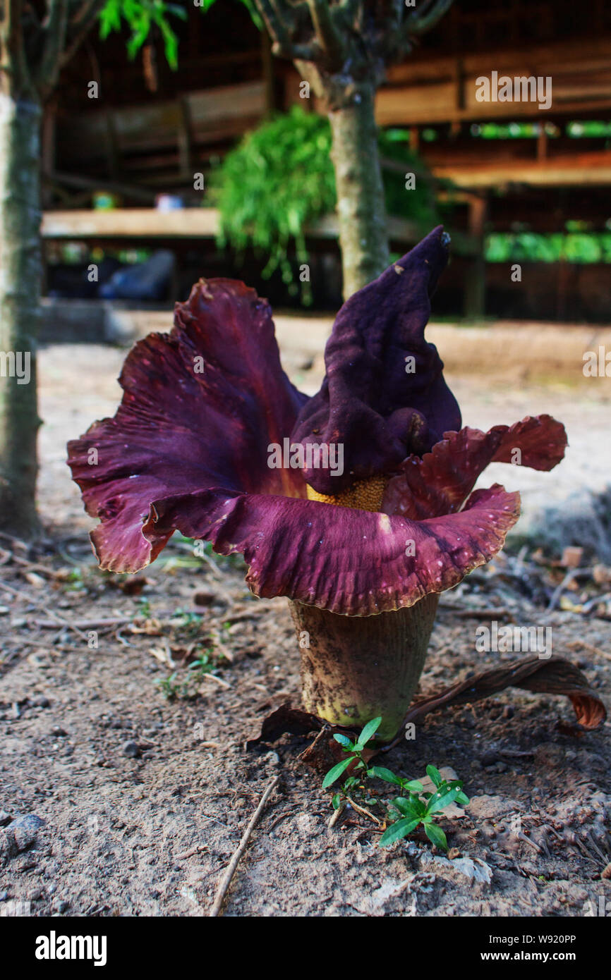 Fiore cadavere ( Amorphophallus paeoniifolius ) dalla vista laterale Foto Stock