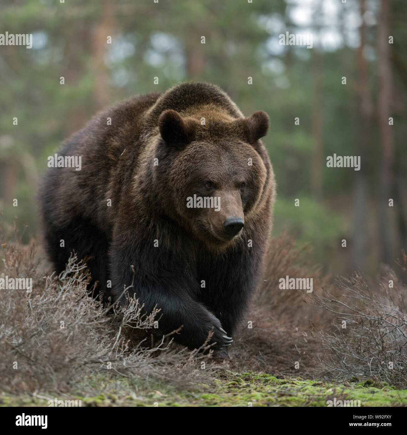 Orso bruno / Braunbär ( Ursus arctos ) a piedi attraverso gli arbusti in una foresta, guarda arrabbiato, pericoloso incontrare, enormi zampe, frontale side shot, l'Europa. Foto Stock