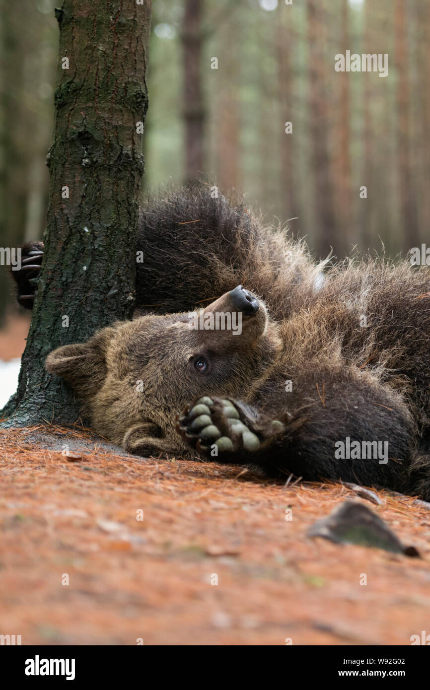 Unione orso bruno / Braunbaer ( Ursus arctos ), giocoso cub, sdraiato, rotolando sulla sua schiena, graffiatura, prurito sul terreno, sembra carino e divertente, UE Foto Stock