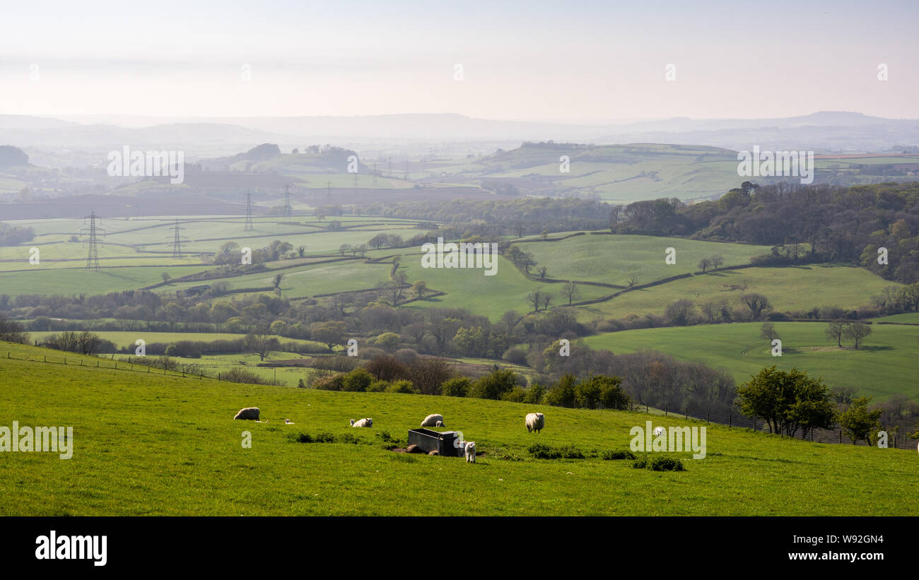 Pecore pascolano su pascolo sulle pendici della collina Eggardon affacciato sulla valle di Asker, Marshwood Vale e il West Dorset colline. Foto Stock