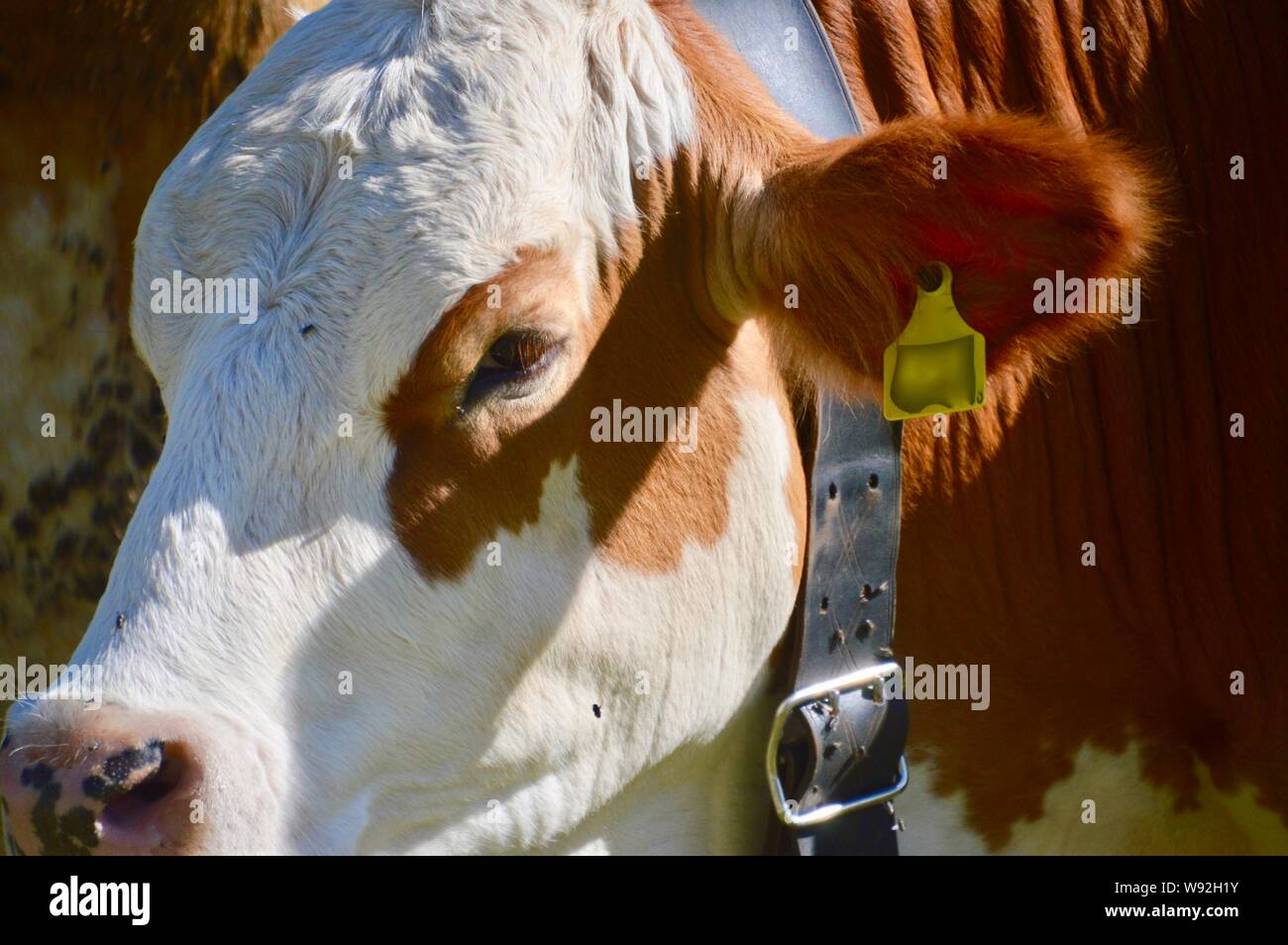 La testa di un giovane del Simmental bull senza corna unite da mosche Foto Stock