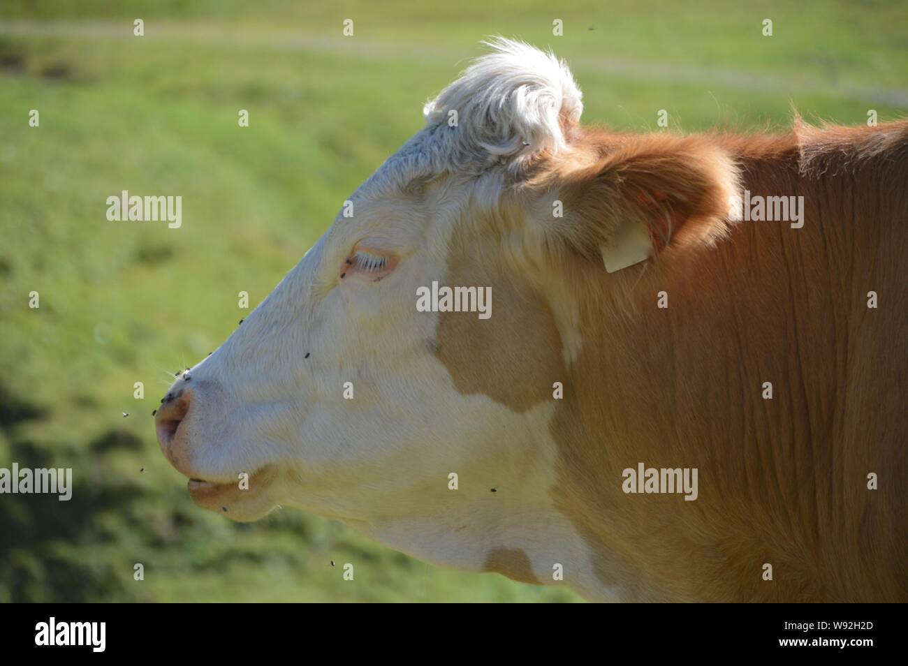 La testa di un giovane del Simmental bull senza corna unite da mosche Foto Stock