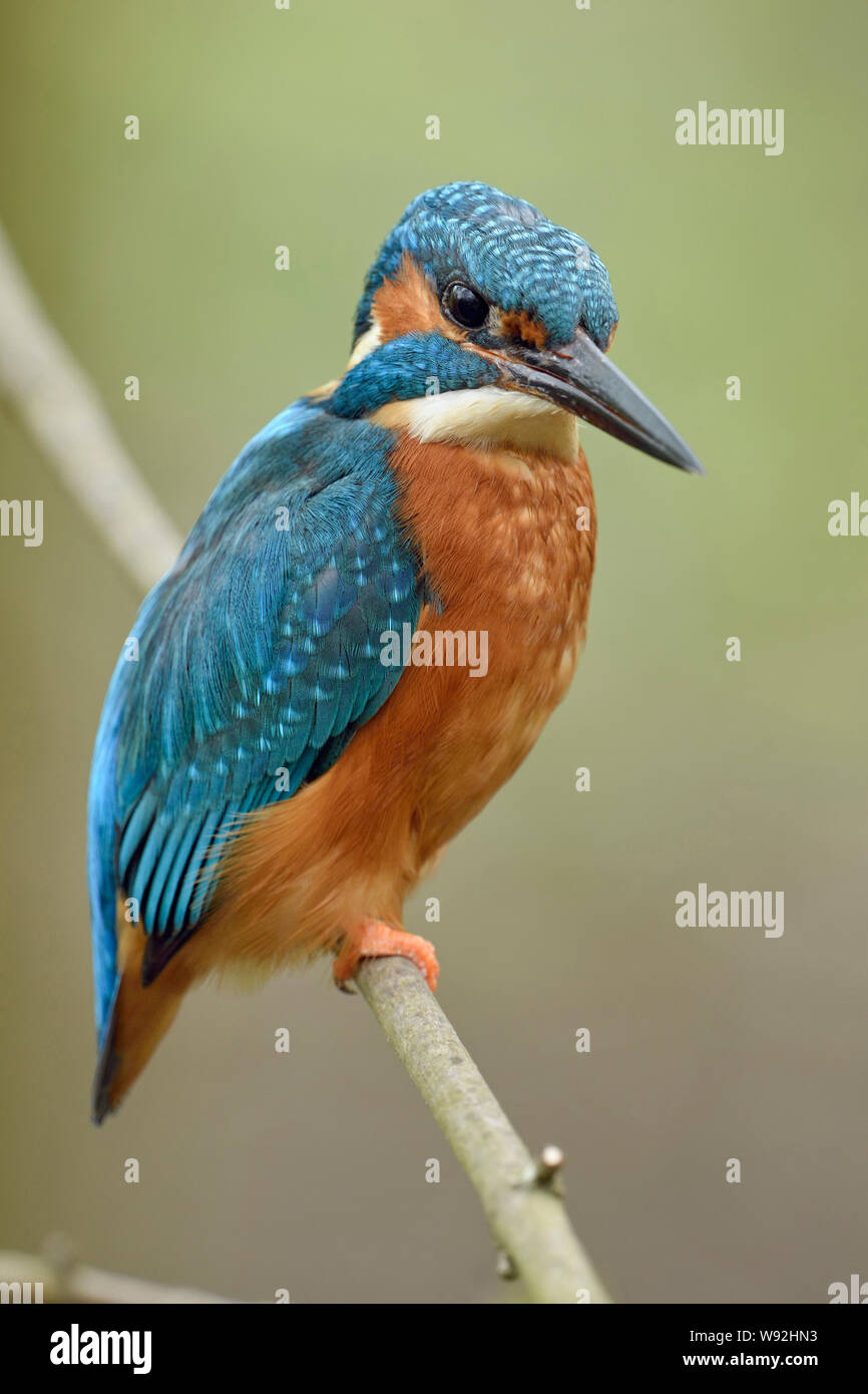 Eurasian Kingfisher / Eisvogel ( Alcedo atthis ), uccello maschio, appollaiato su un ramo di un albero, fresco verde della primavera, i colori primaverile, fauna selvatica, l'Europa. Foto Stock