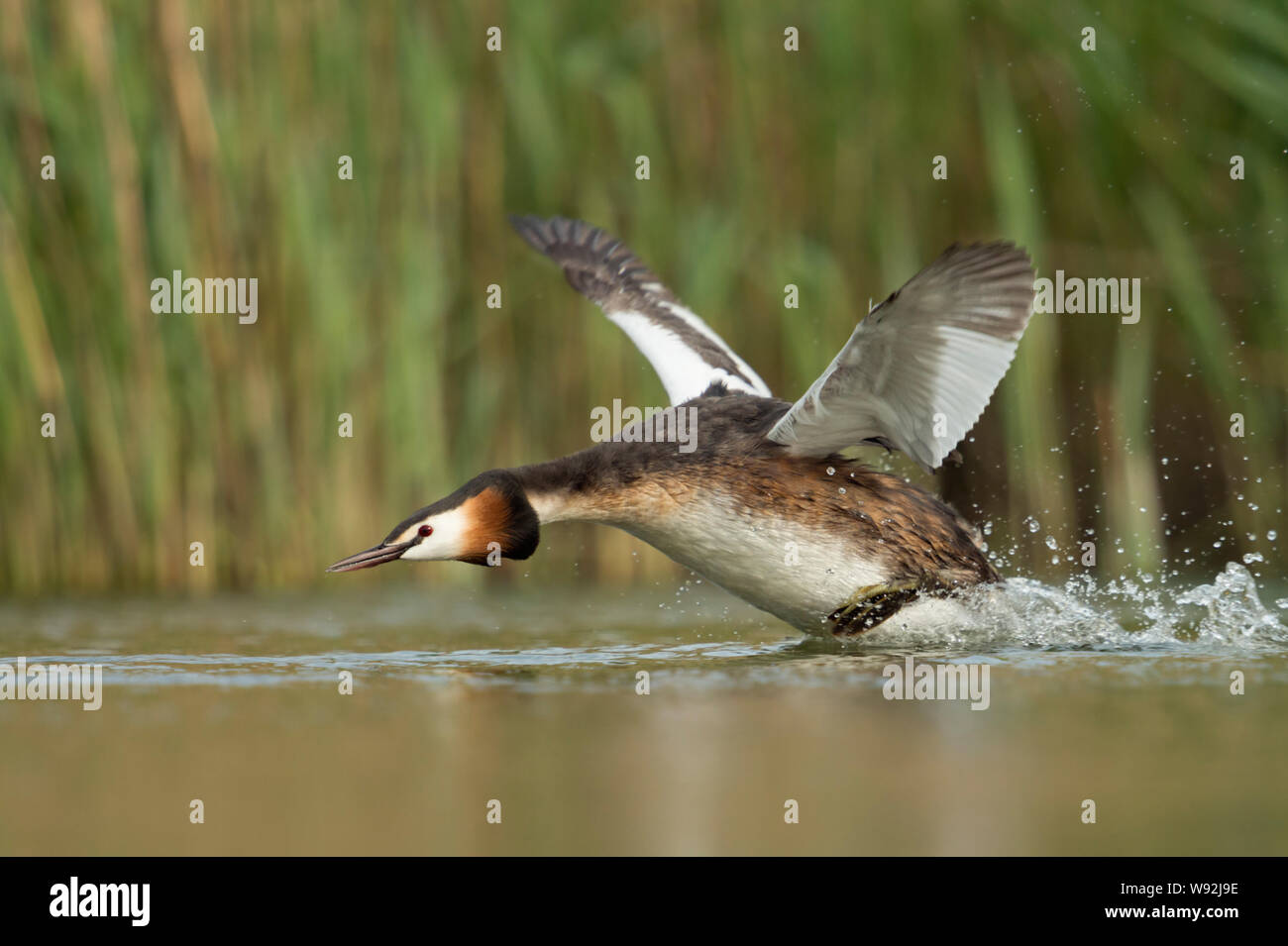 Svasso maggiore / Haubentaucher ( Podiceps cristatus ) in fretta, sbattimenti le sue ali, tenendo fuori da un tratto di acqua, a caccia di un rivale, Europa Foto Stock