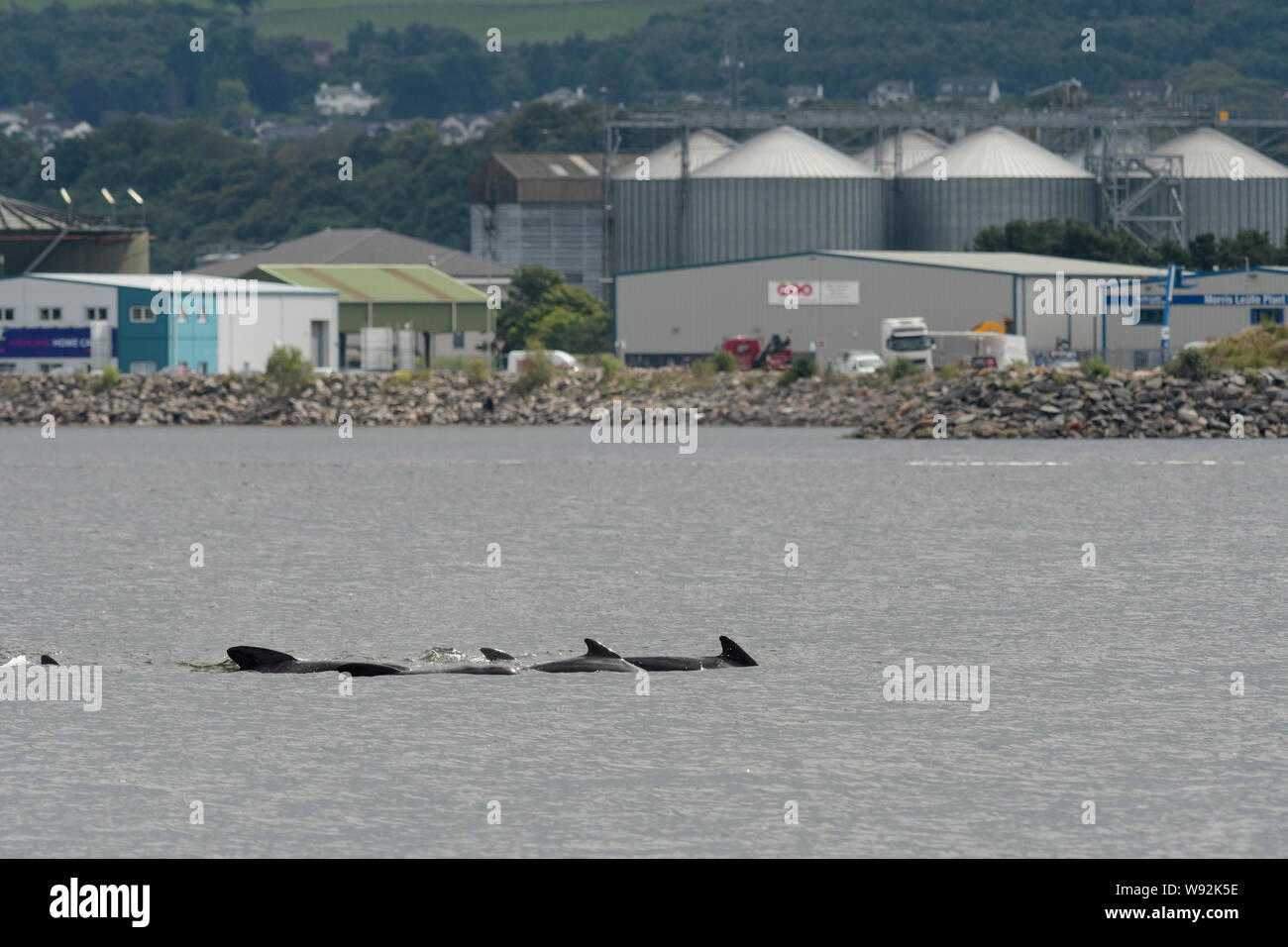 Alalonga Balene Pilota (Globicephala melas) che passa attraverso la parte interna di Moray Firth, Inverness, altopiani, Scozia. Foto Stock