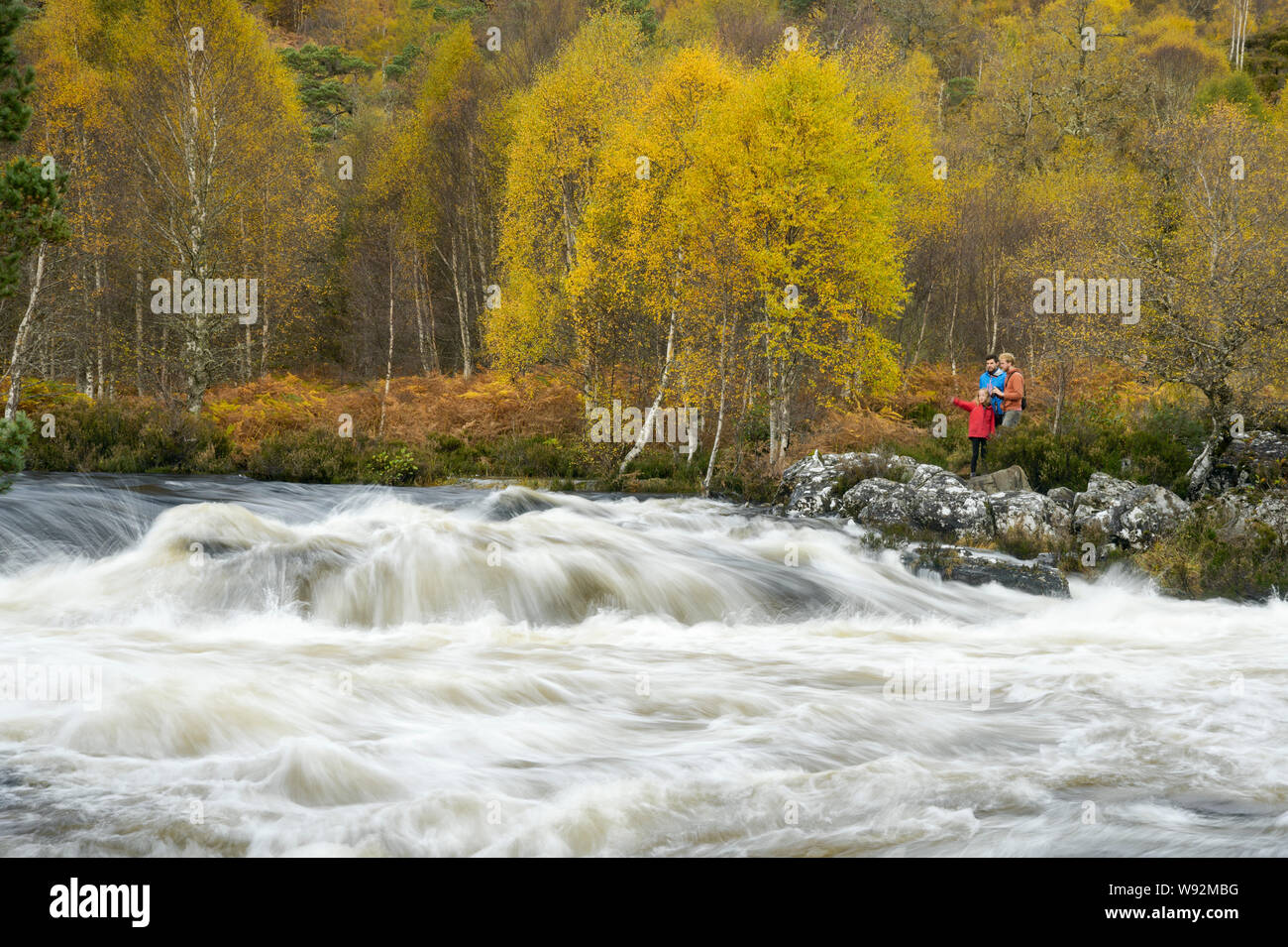 La Betulla (Betula pendula) e di pino silvestre (Pinus sylvestris) foresta intorno al fiume Affric, Glen Affric, altopiani, Scozia. Ottobre 2017 Foto Stock