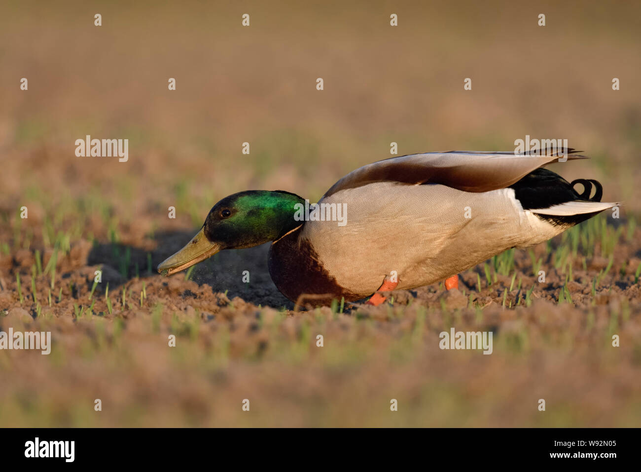 Mallard / anatra selvatica / Stockente ( Anas platyrhynchos ), maschio sulla crescita del campo di grano, di alimentazione sulla semina, divorando i giovani di grano, giornate di pascolo su terreni agricoli, wi Foto Stock