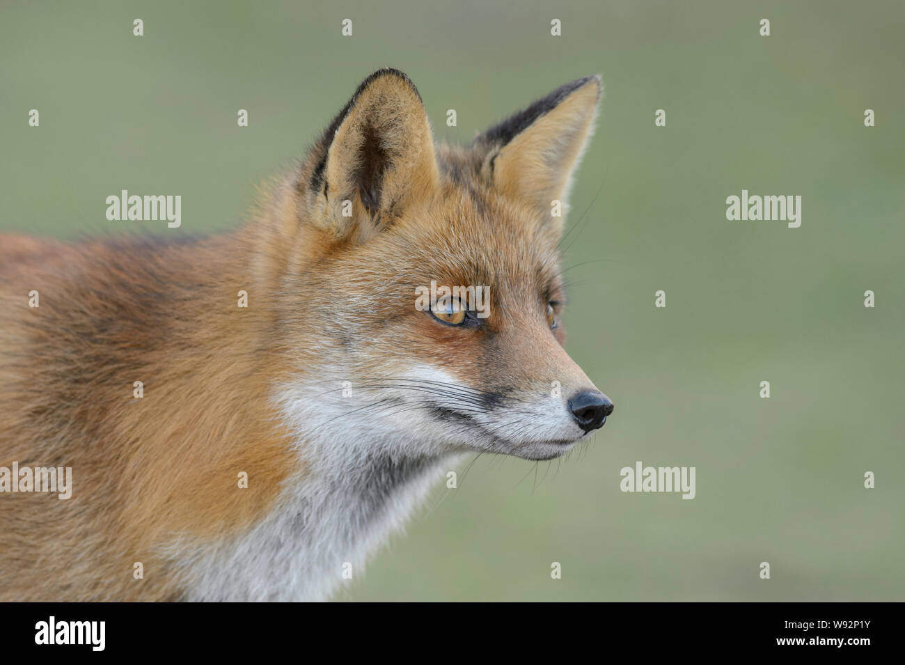 Red Fox (Vulpes vulpes vulpes), Paesi Bassi. Una popolazione di volpi rosse che vivono in una duna di sabbia ecosistema dell'Olanda settentrionale costa. Foto Stock