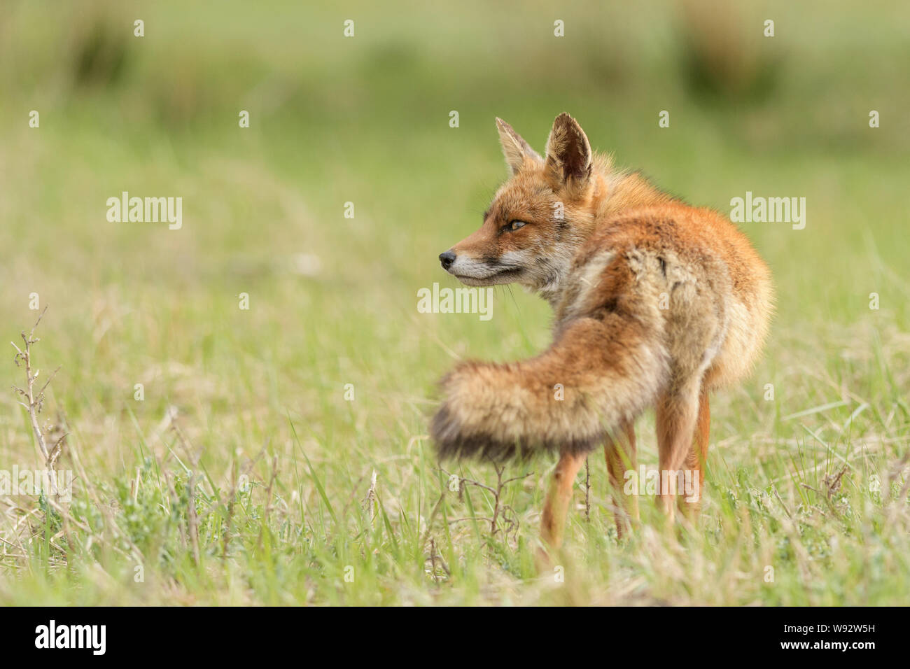 Red Fox (Vulpes vulpes vulpes), Paesi Bassi. Una popolazione di volpi rosse che vivono in una duna di sabbia ecosistema dell'Olanda settentrionale costa. Foto Stock