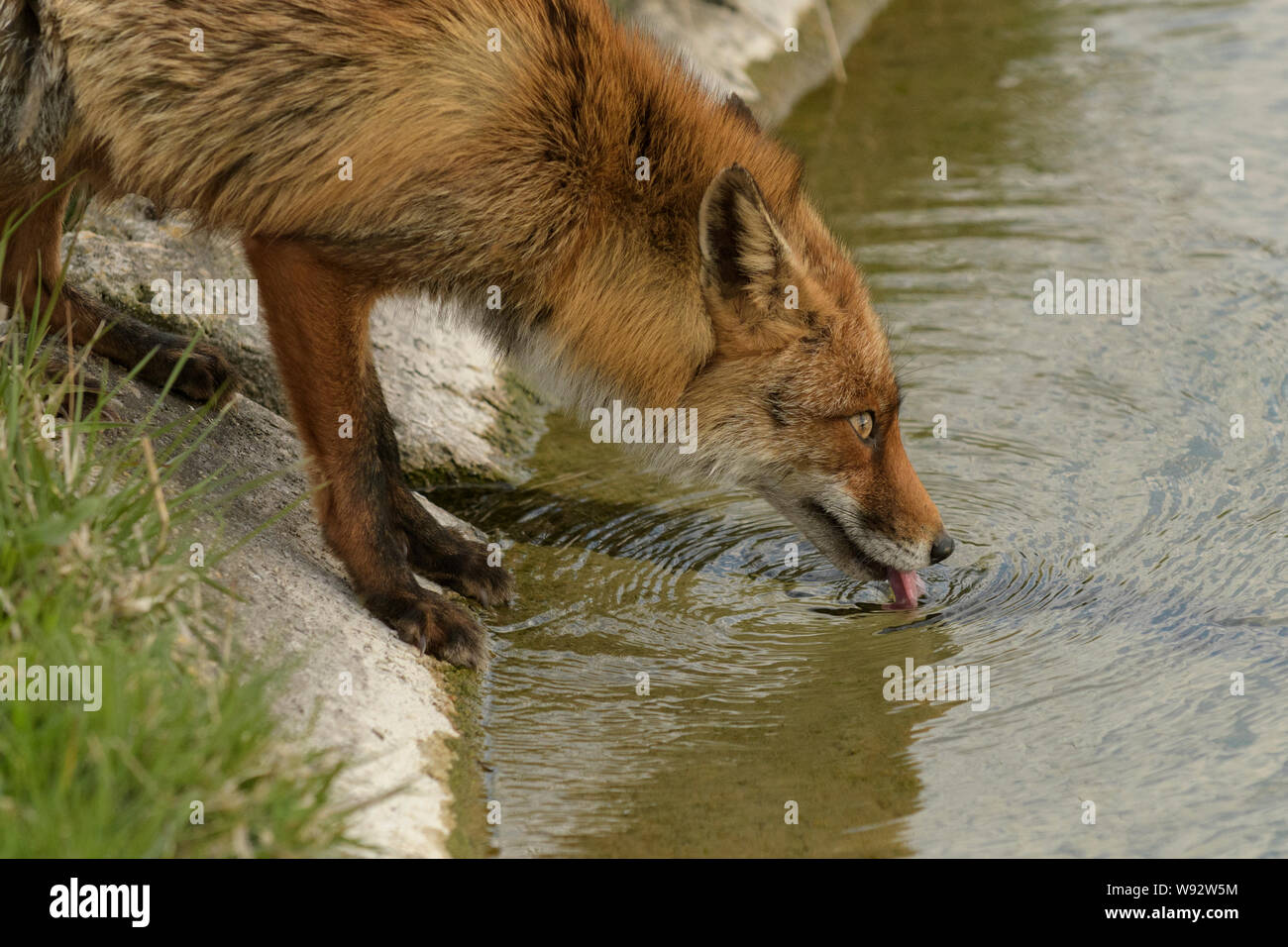 Red Fox (Vulpes vulpes vulpes), Paesi Bassi. Una popolazione di volpi rosse che vivono in una duna di sabbia ecosistema dell'Olanda settentrionale costa. Foto Stock