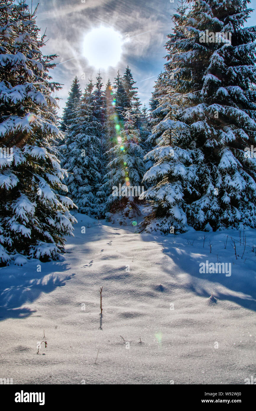 Inverno da sogno nella foresta innevata Foto Stock
