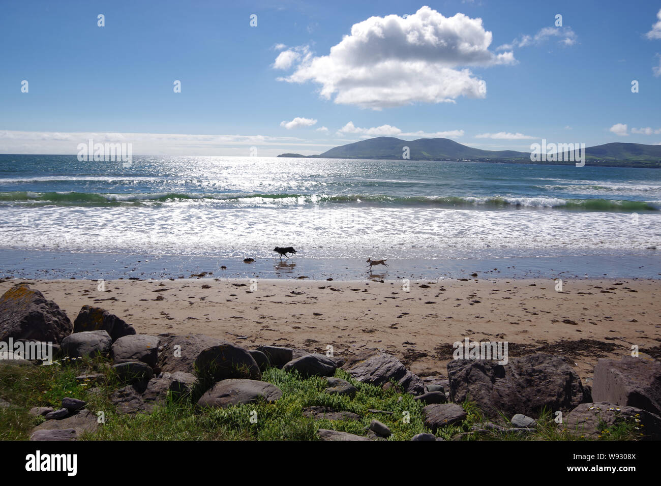 Cani sulla spiaggia di Waterville, Irlanda Foto Stock