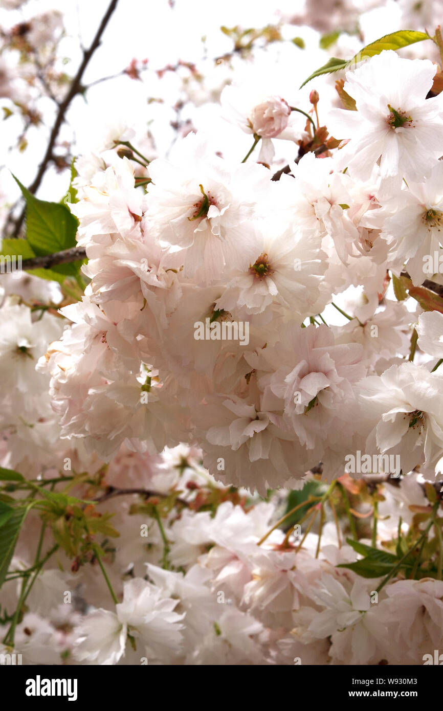 PRUNUS SHOGETSU. Ciliegio ornamentale Foto Stock