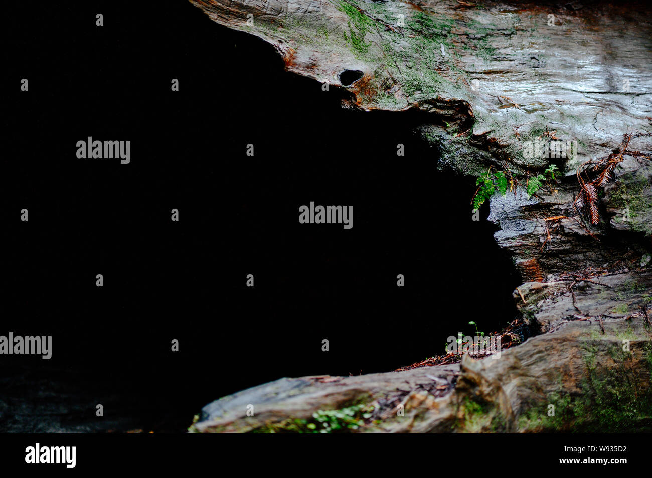 Albero caduto con MOSS e piante che crescono su di esso. Foto Stock