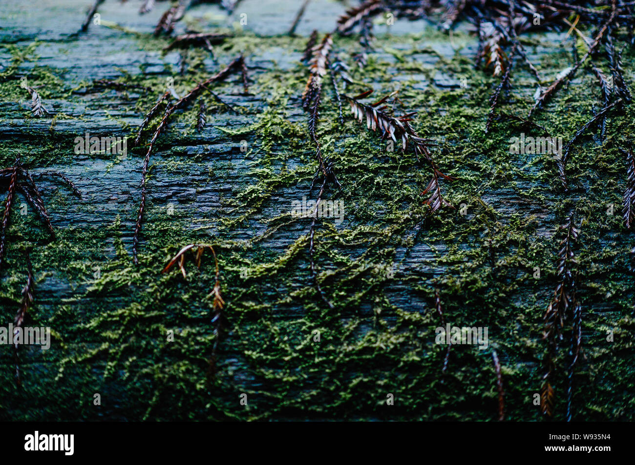 Moss su un grande caduto albero di sequoia in California. Foto Stock